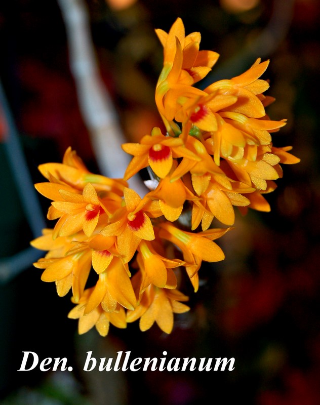 Den. bullenianum in bloom